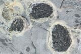 Elrathia Trilobite & Cyanobacteria Cluster - Wheeler Shale, Utah #105599-3